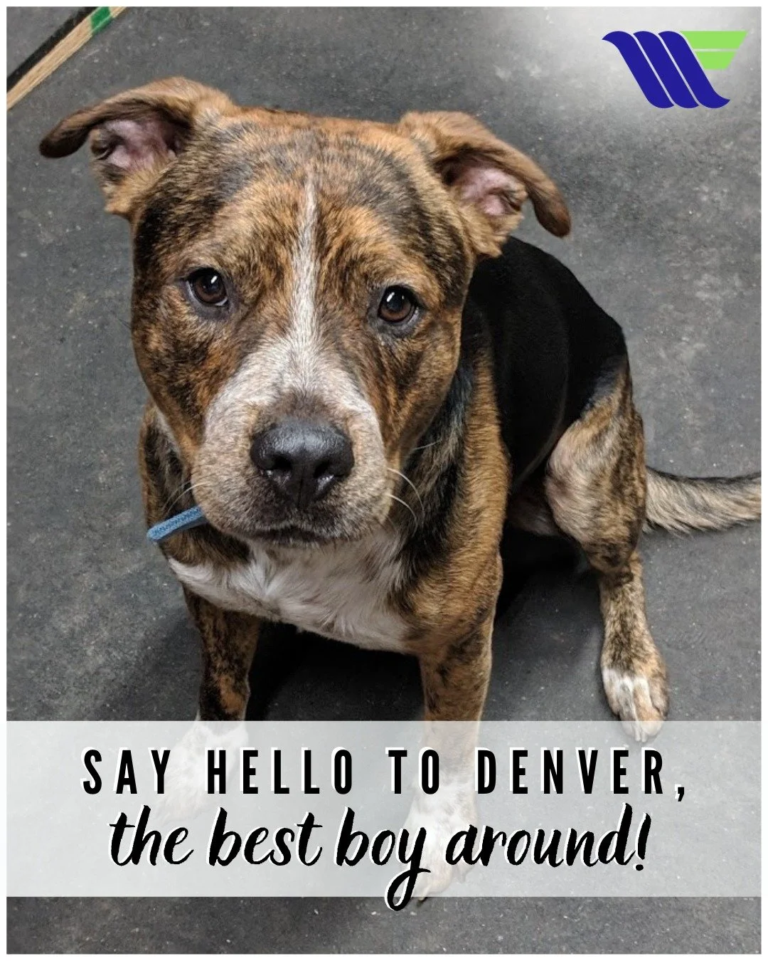 This #FurryFriendFriday, we&rsquo;re highlighting Denver, the best boy around! 🐶💙

Whenever Denver visits, he brings so much joy and tail-wagging happiness to our branch. 

🐾 We love seeing our four-legged members just as much as our two-legged on