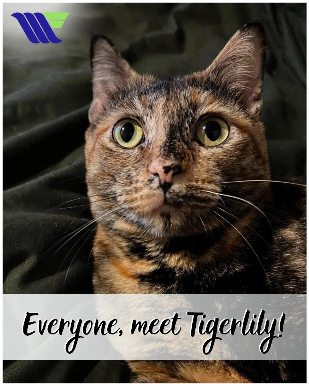 Furry Friend Friday Alert! 😻

Okay, we are officially in love. Everyone, meet Tigerlily!

Just look at those big, sweet eyes! 👀✨ We think she deserves a few extra treats (and maybe the best spot on the couch) this weekend.

Thanks for brightening o