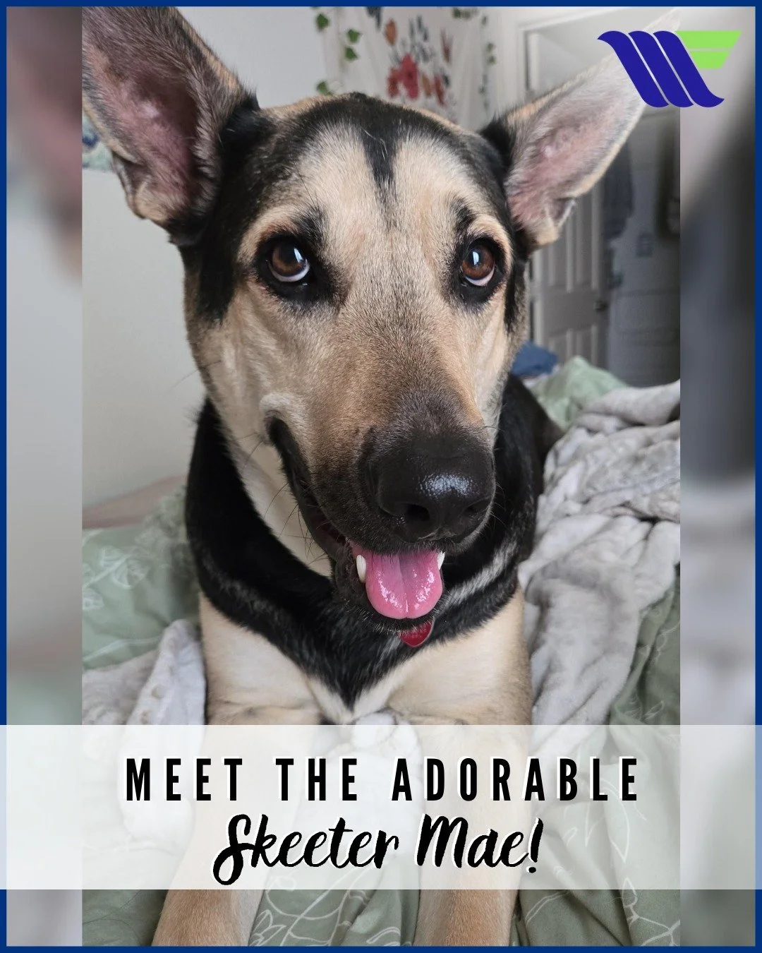 Your Friday just got 100% cuter! 🐶🐾

For this Furry Friend Friday, we&rsquo;re highlighting the adorable Skeeter Mae. Just look at those sweet eyes and that perfect face!

We think she deserves all the treats and head scratches today. 🦴✨

👇 Have 