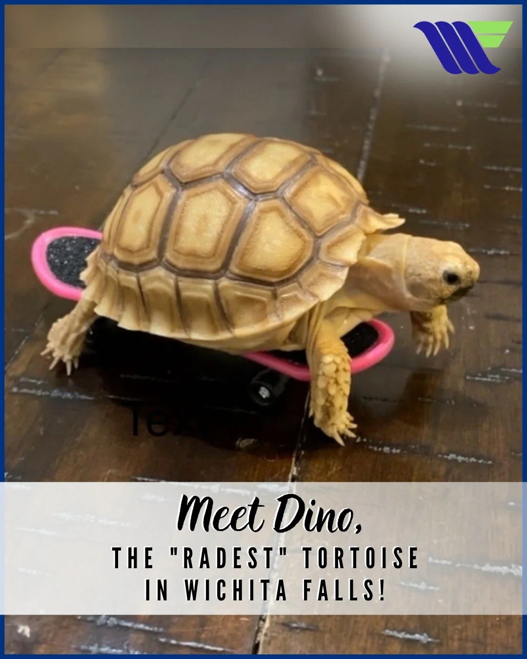 This Furry Friend Friday is a little less furry, but 100% just as cute! 💚

🐢 Meet Dino, the "radest" tortoise in Wichita Falls!

Whether he&rsquo;s soaking up the Texas sun or perfecting his kickflip on that mini board, Dino is definitely
