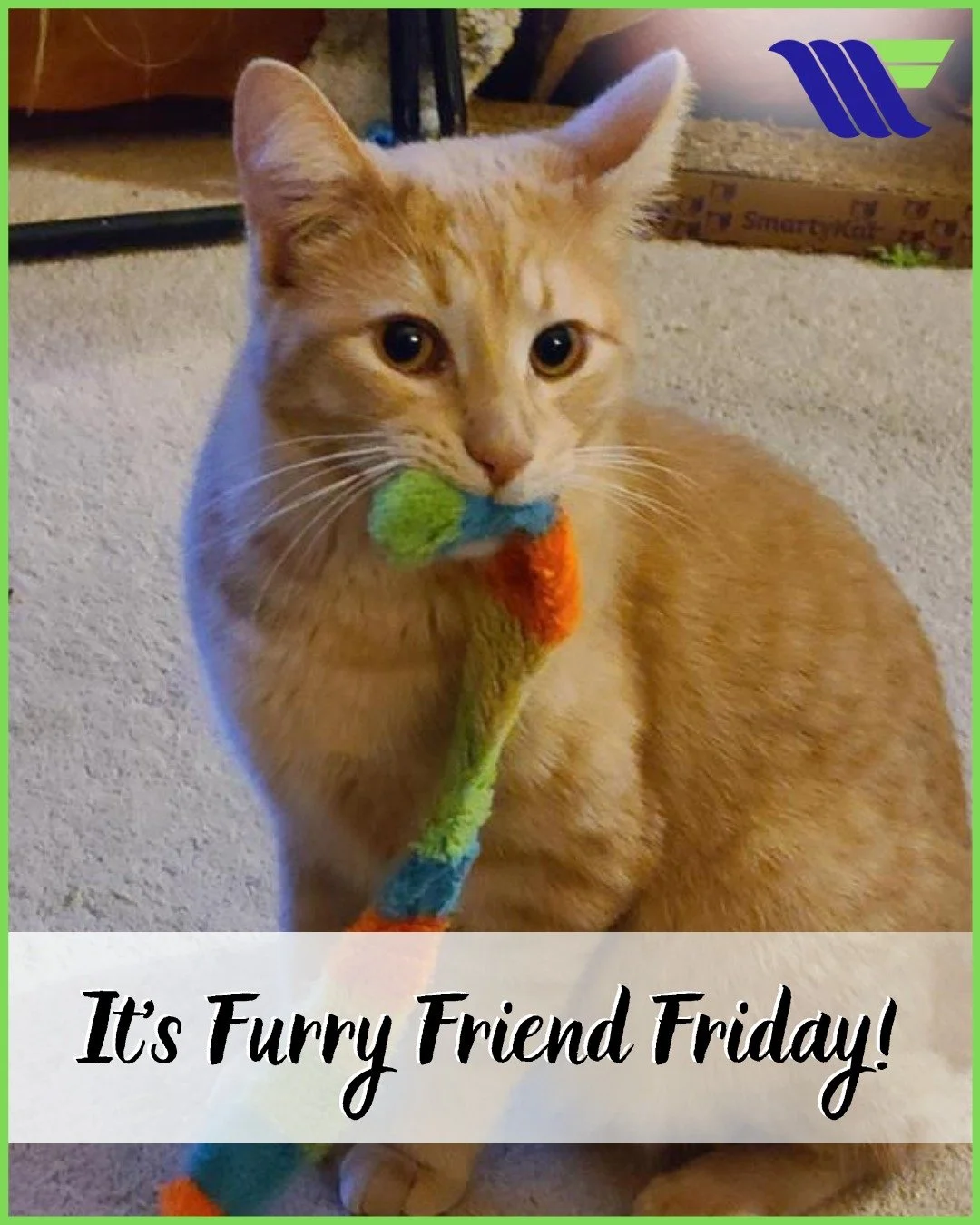 It's Furry Friend Friday, and THIS little guy just made our whole week! 🐈🧡

Meet Rousey, professional toy tester, full-time cutie, and clearly very serious about his play time. 🥹

That concentration! That dedication! That fluff!

Drop a 🐱 in the 