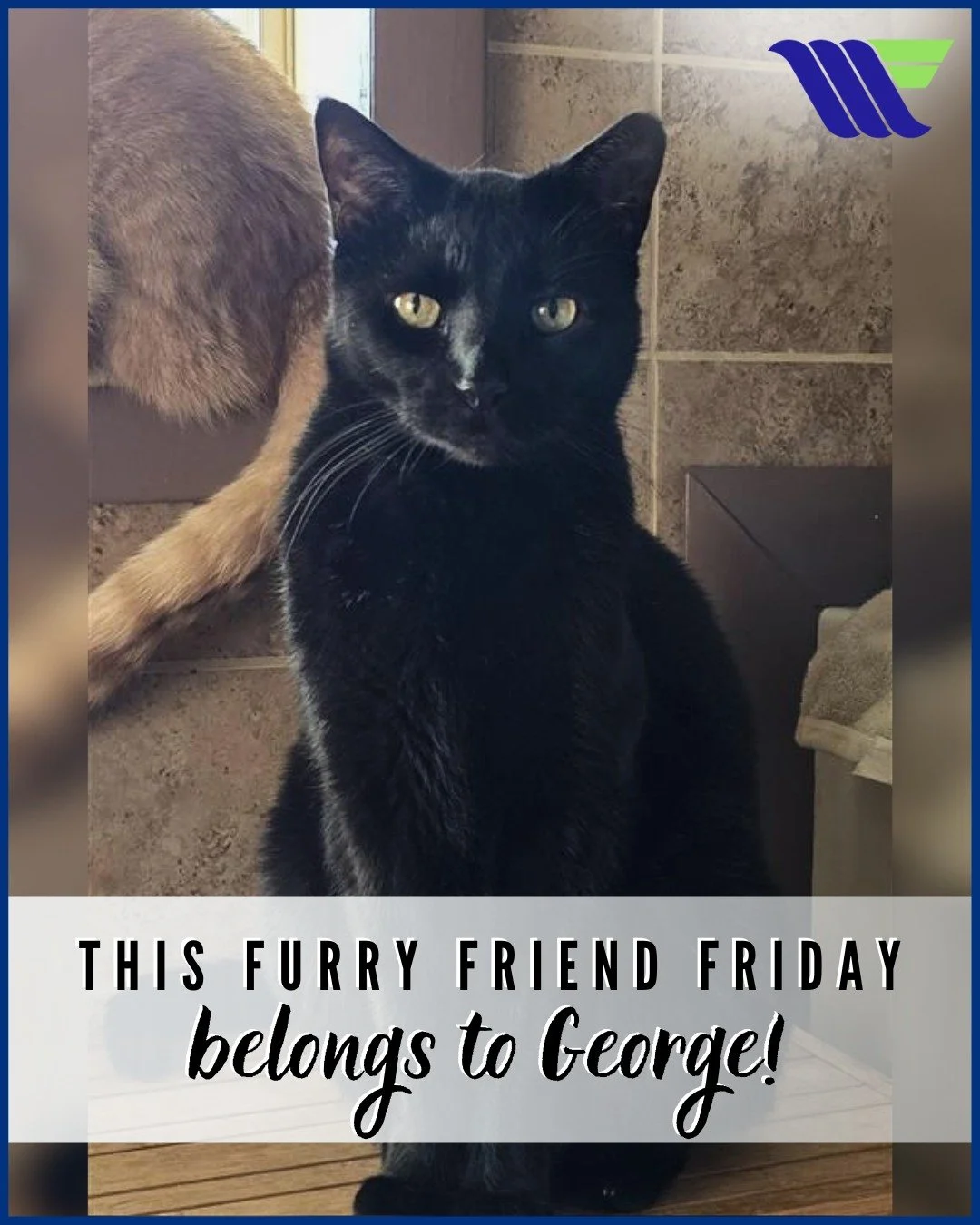 George really said, &ldquo;Camera&rsquo;s on? Okay, I&rsquo;m ready&rdquo; 🐈&zwj;⬛✨

🐾 For this #FurryFriendFriday, we&rsquo;re spotlighting a very photogenic moment from a very good cat. 

We are definitely channeling George's cool, effortless con