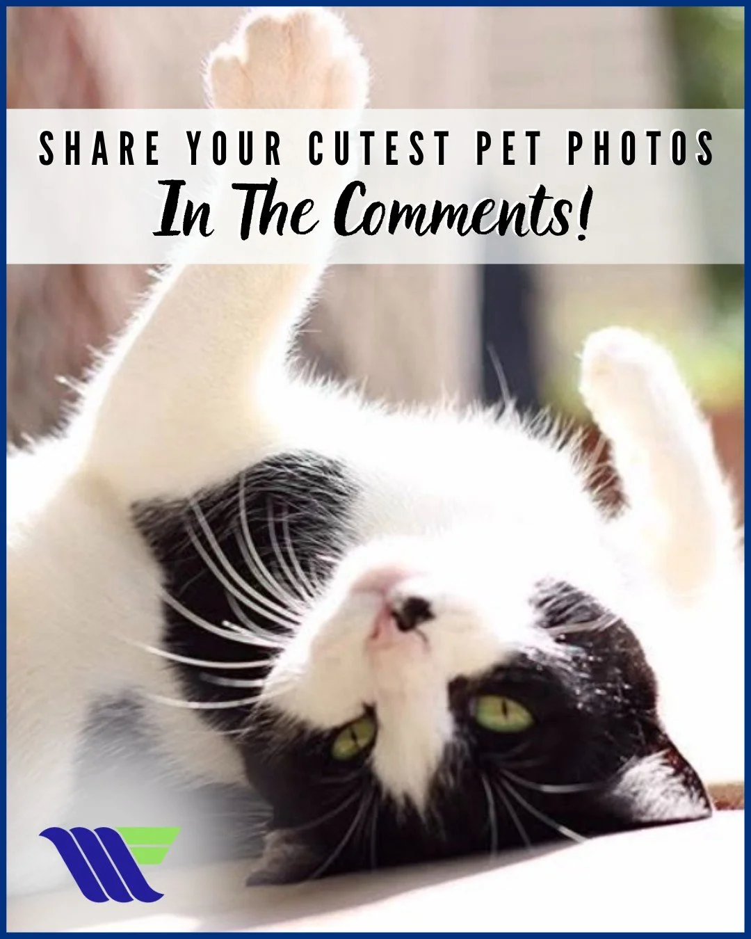 Your Friday feed just got 100% cuter! 🐱 🐾 For this #FurryFriendFriday, we are highlighting the adorable Odis! 😍 Look at that sweet face and effortless confidence, completely ready to take on a sunny Texas afternoon! ✍️✨ 

Members like you remind u