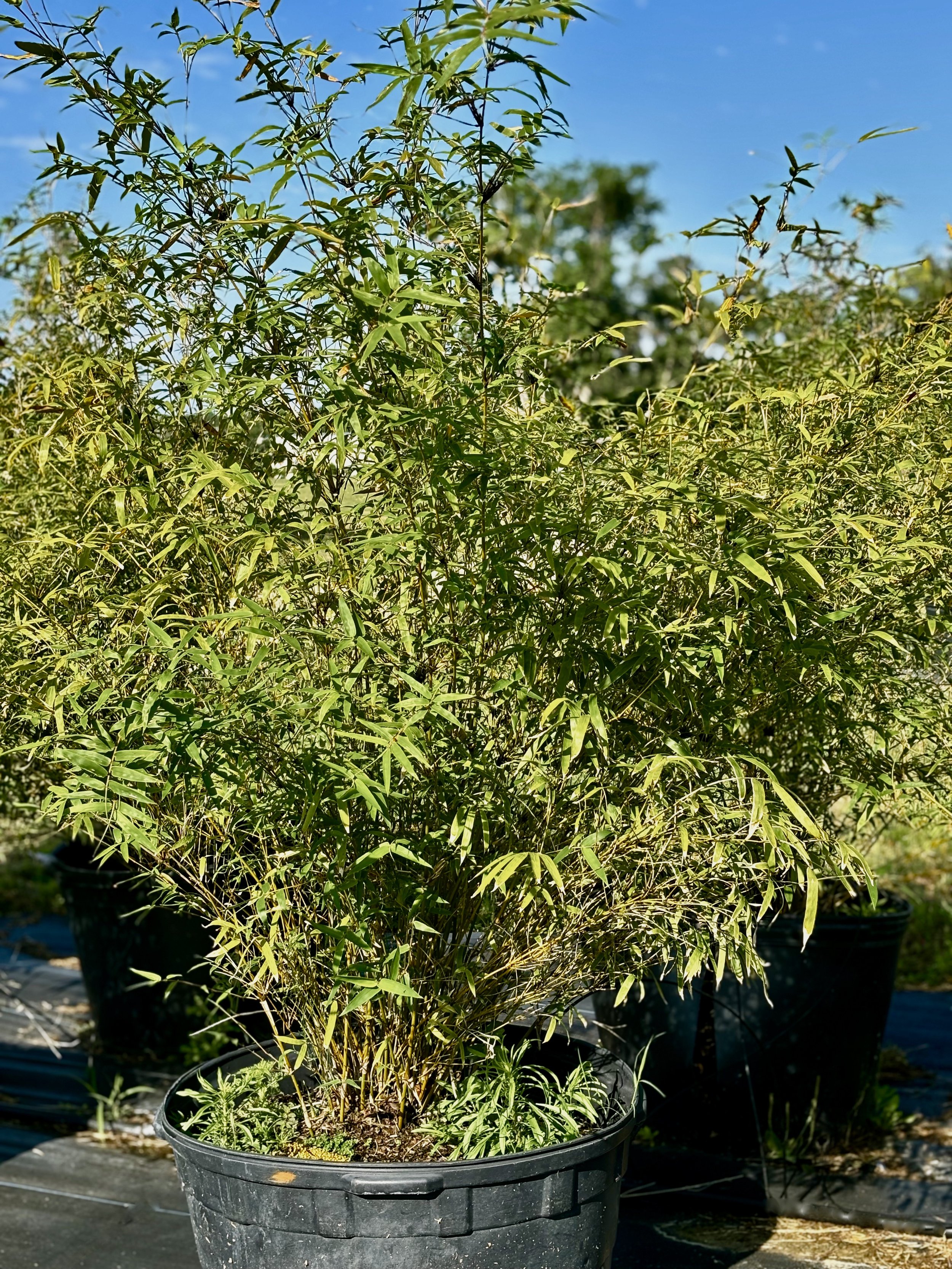 Fernleaf Bamboo 30gal