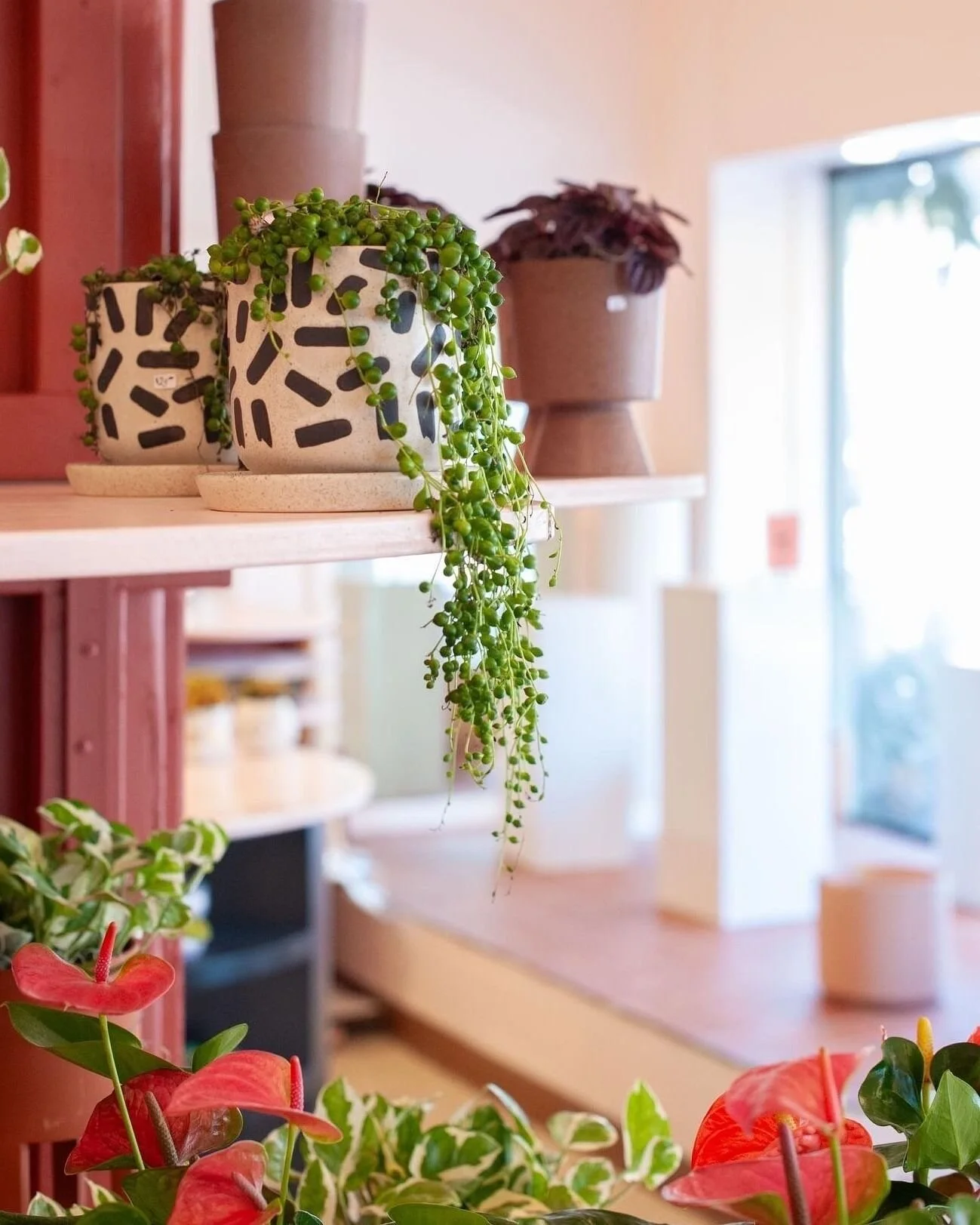 ⭐⭐⭐⭐⭐ &quot;I'm so happy I stopped in here today to repot a few plants that my cat got into. I brought three tiny plants in and the staff charged me a nominal fee to beautify my little trio.

The store is very pretty with so many colorful flowers and