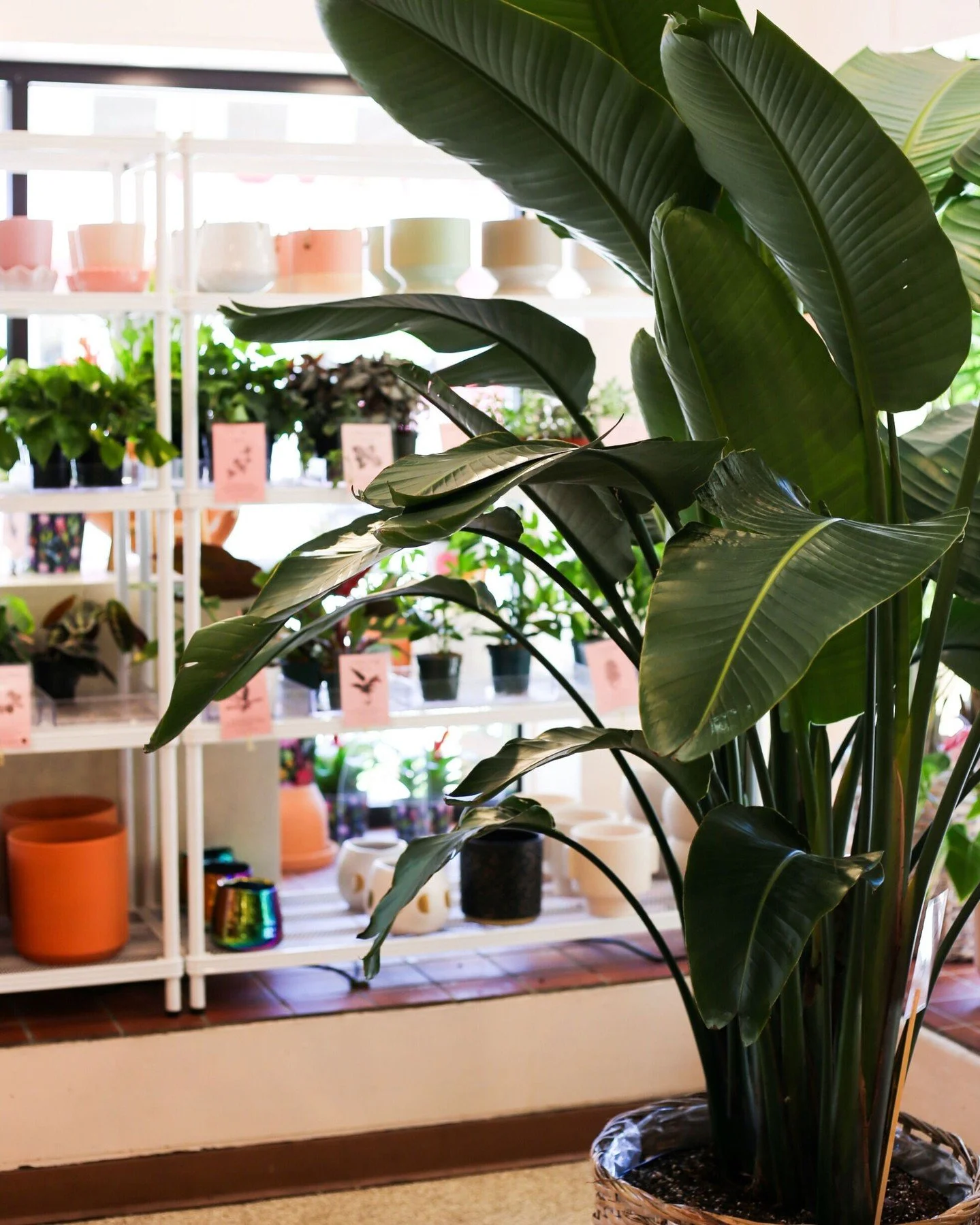 The @downtownevanston Sidewalk Sale is HERE and Saville is offering 50% off ALL plants! 🪴 

Whether you're looking for a cute desk plant or a large statement plant, we've got you covered. Browse in-store from 10-4 today or call us at 847.864.0632 to