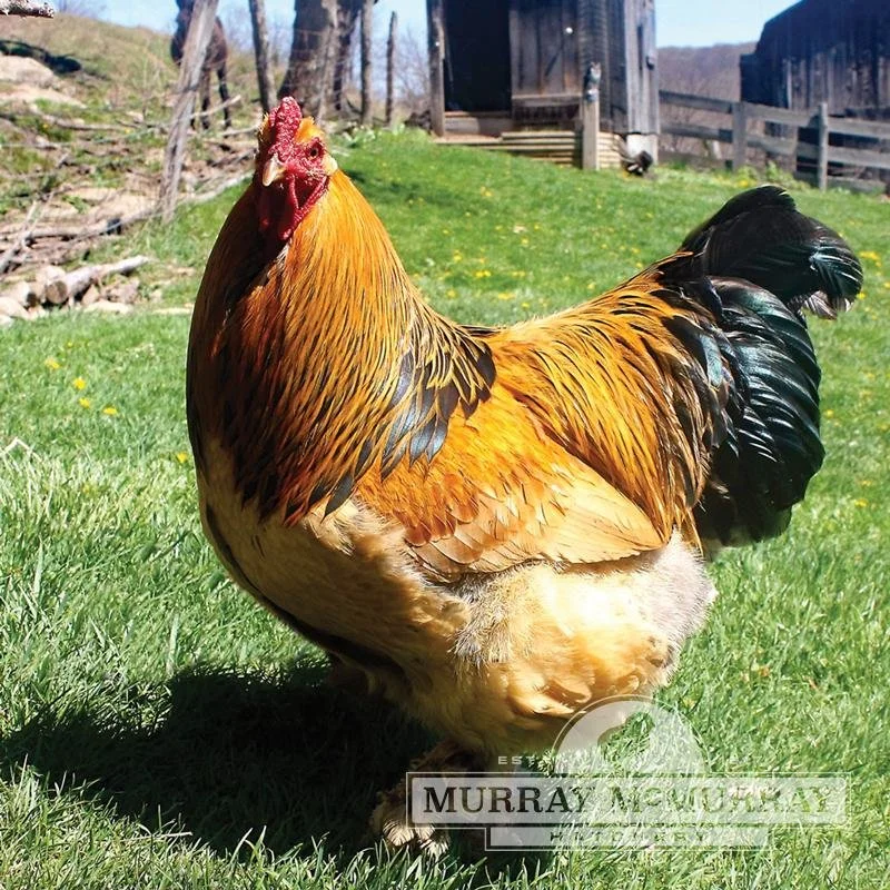Buff Brahma