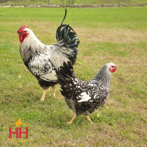Silver Laced Wyandott