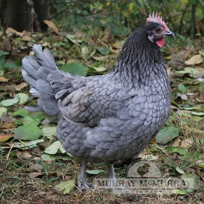Blue Andalusian