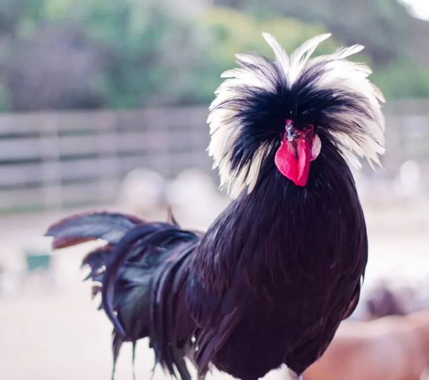 White Crested Polish