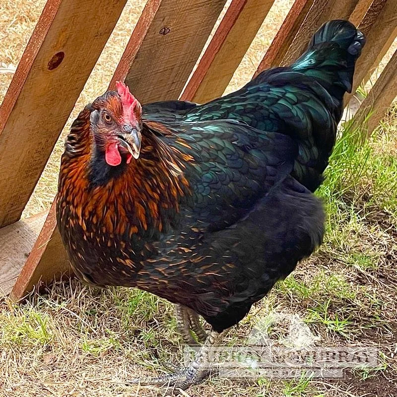 Golden-Black Starlink