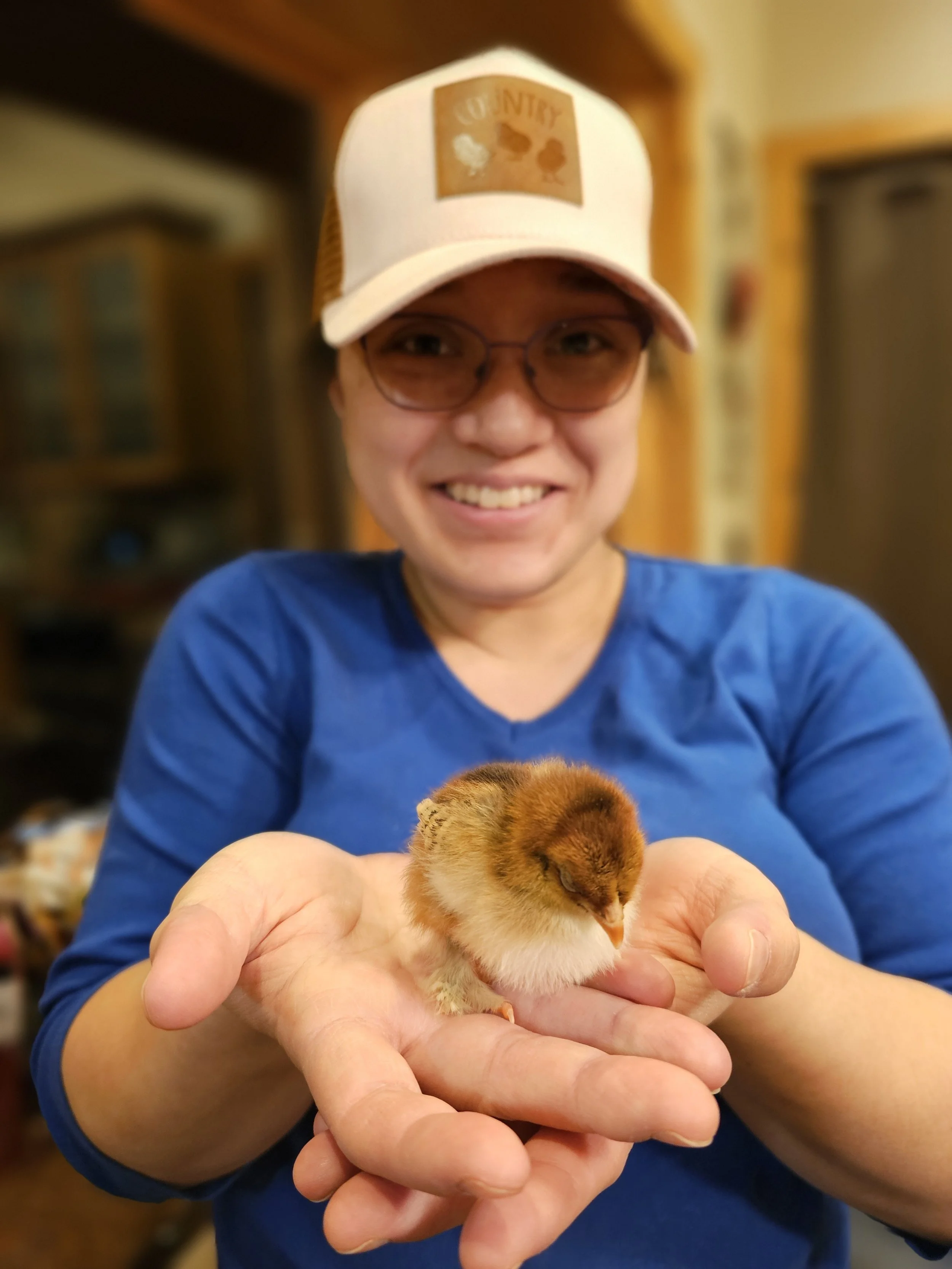 Day Old Chick