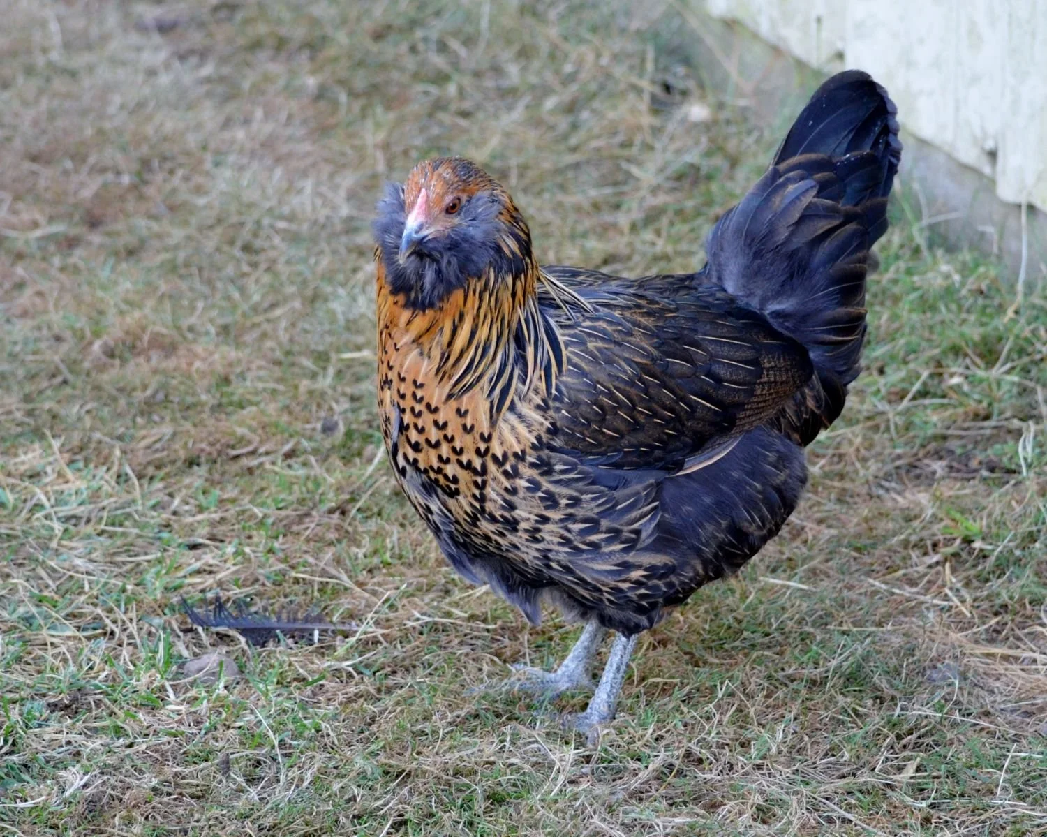 Easter egger