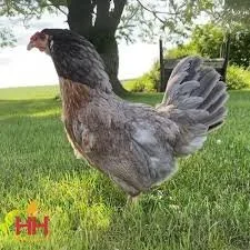 Blue Bell Egger