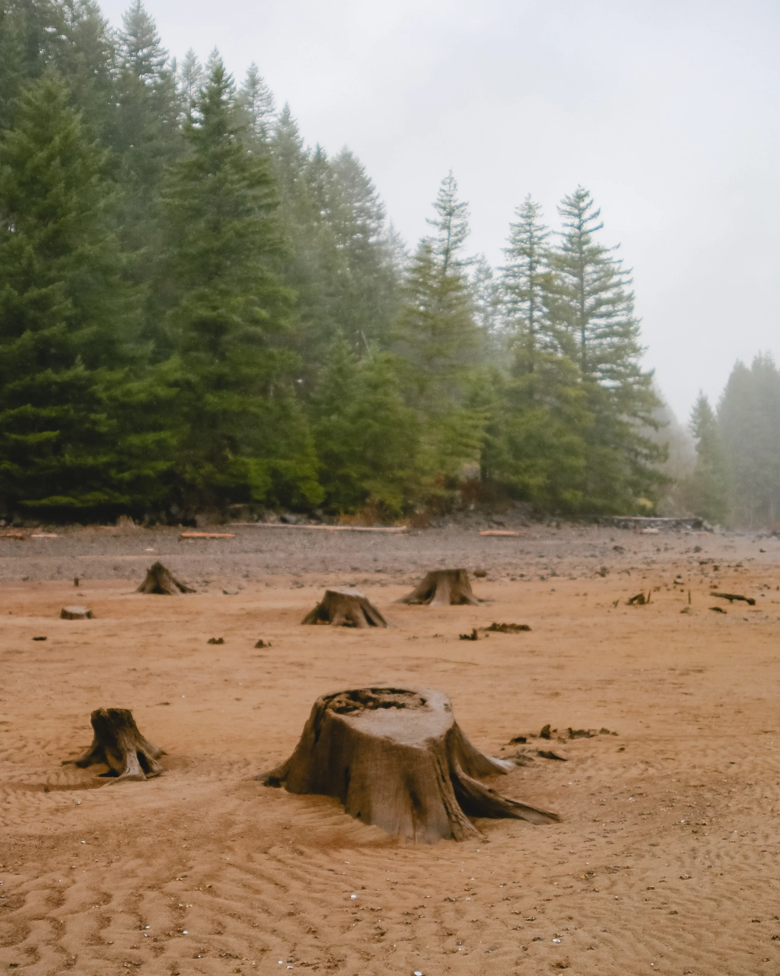 Stumped.jpg
