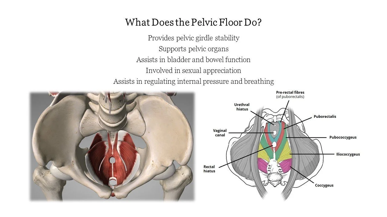 Pelvic Health Therapy Slide 2.jpg