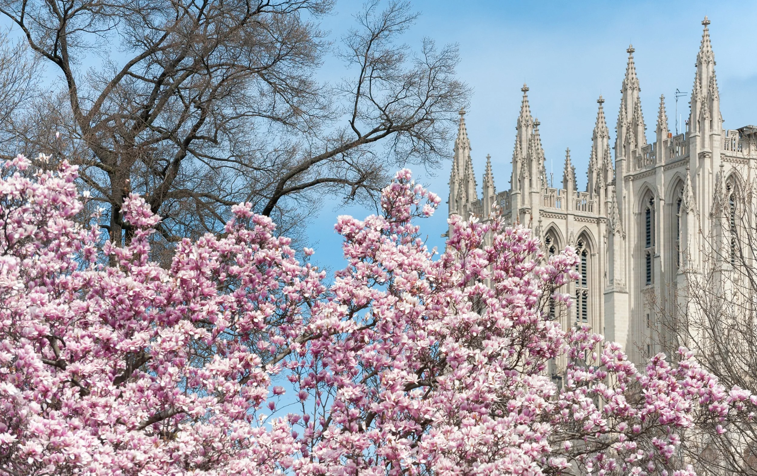 Pink blooming magnolia trees in front of a Gothic-style cathedral with spires against a blue sky.