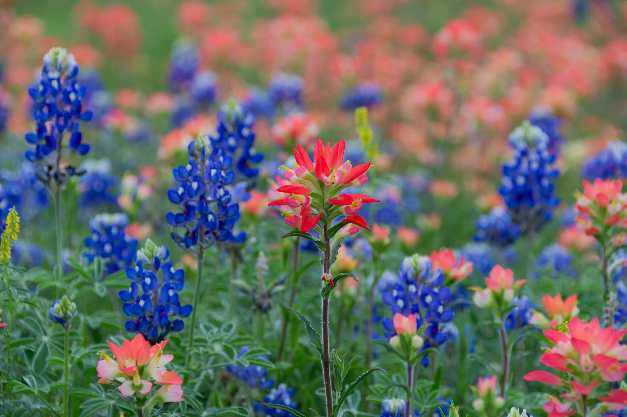 Bluebonnet Wildflower Fields