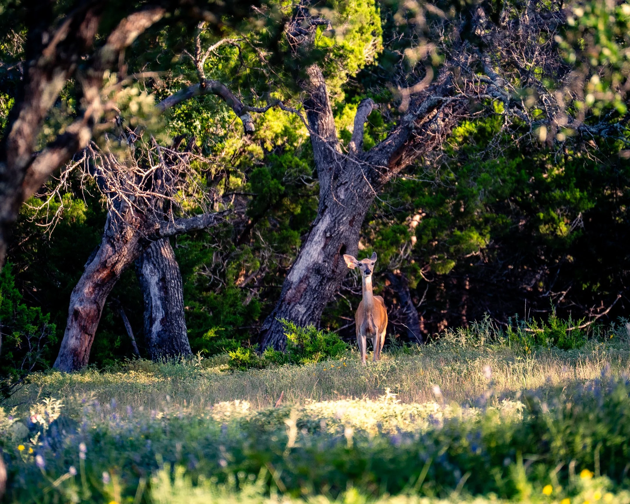 JGs_Blacktop_Ranch_Whitetail-05.jpg