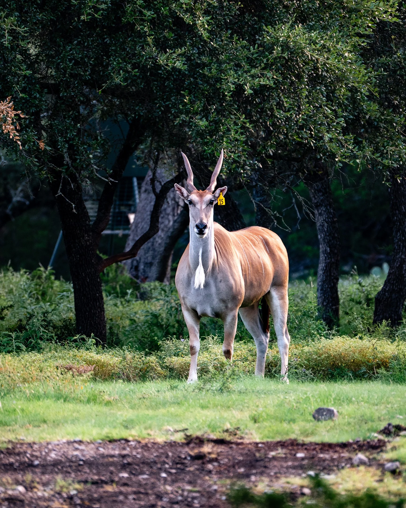 JGs_Blacktop_Ranch_Eland-3.jpg
