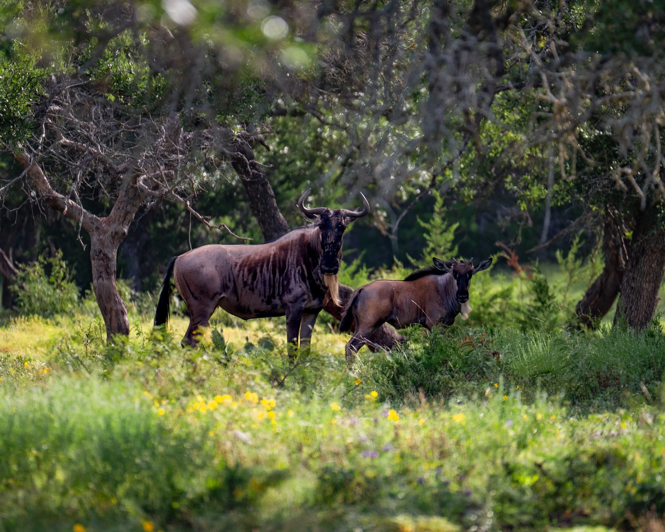 JGs_Blacktop_Ranch_Wildebeest-02.jpg