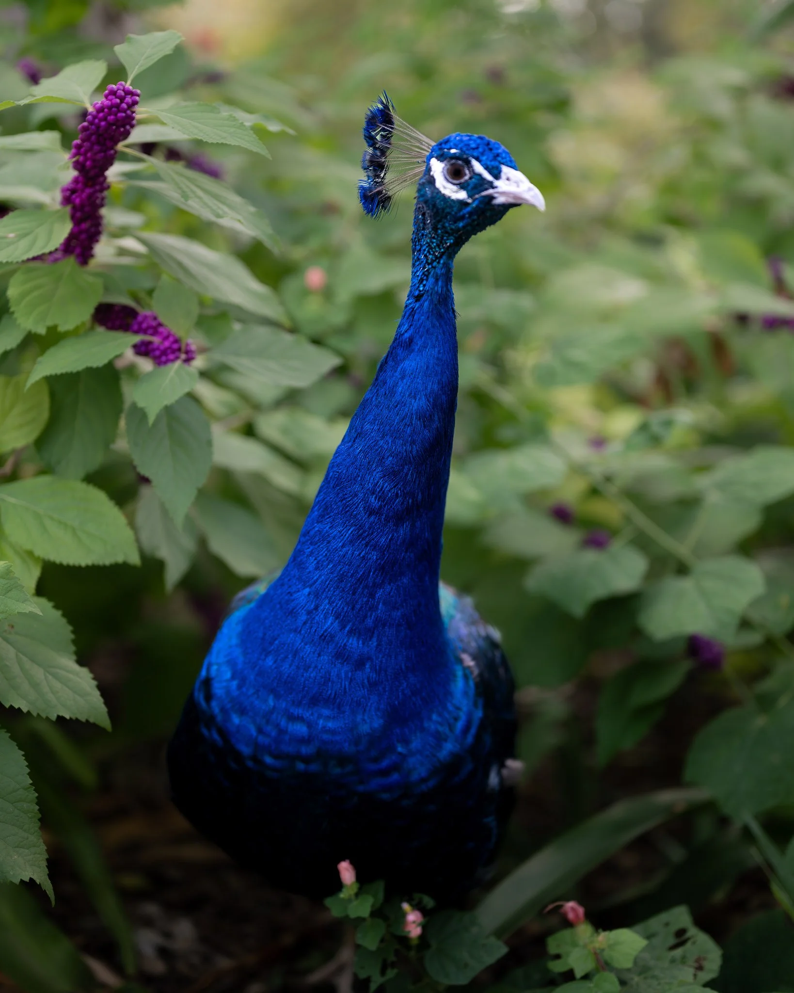 Mayfield Park Peacock