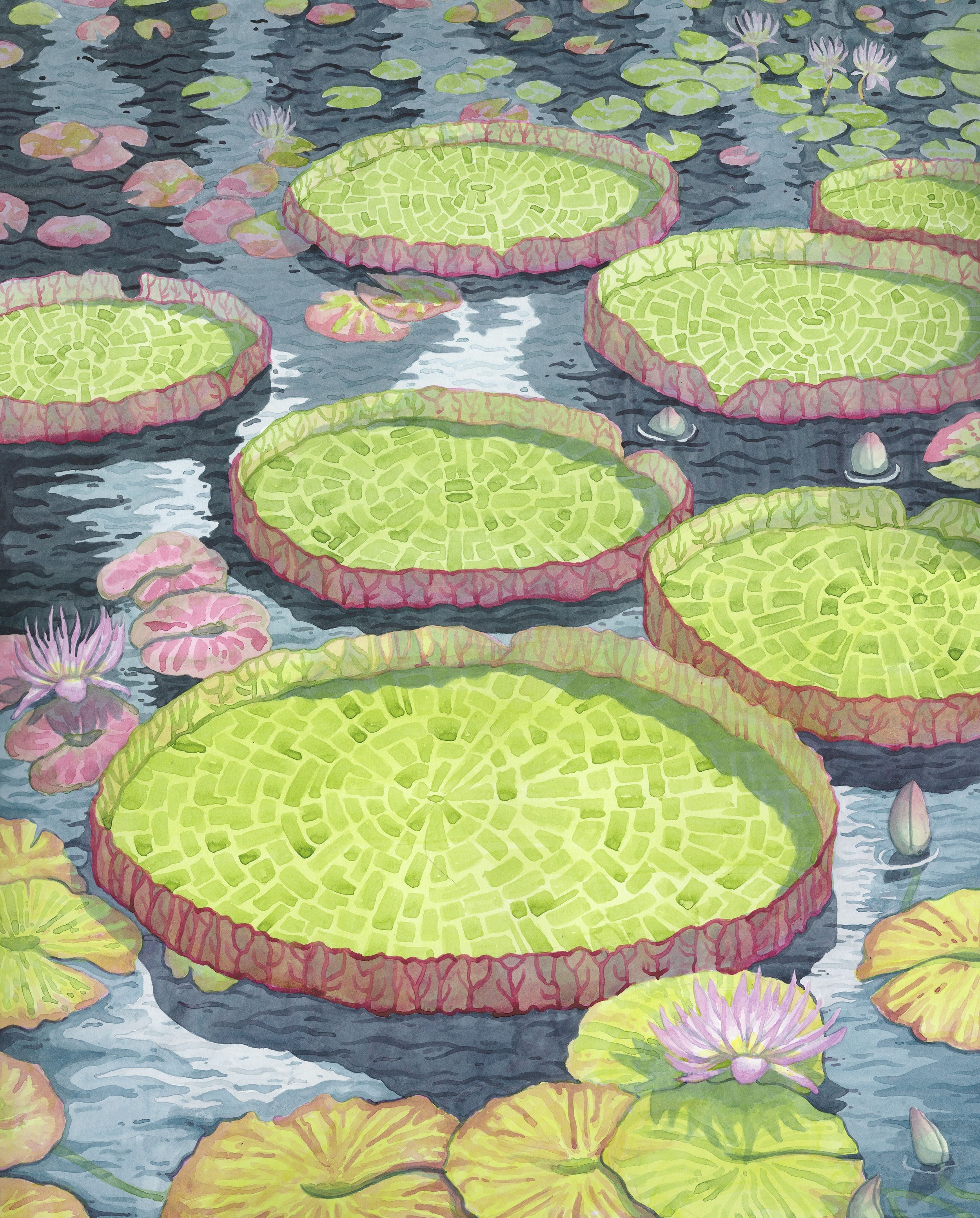 lillypads-2025 copy.jpg