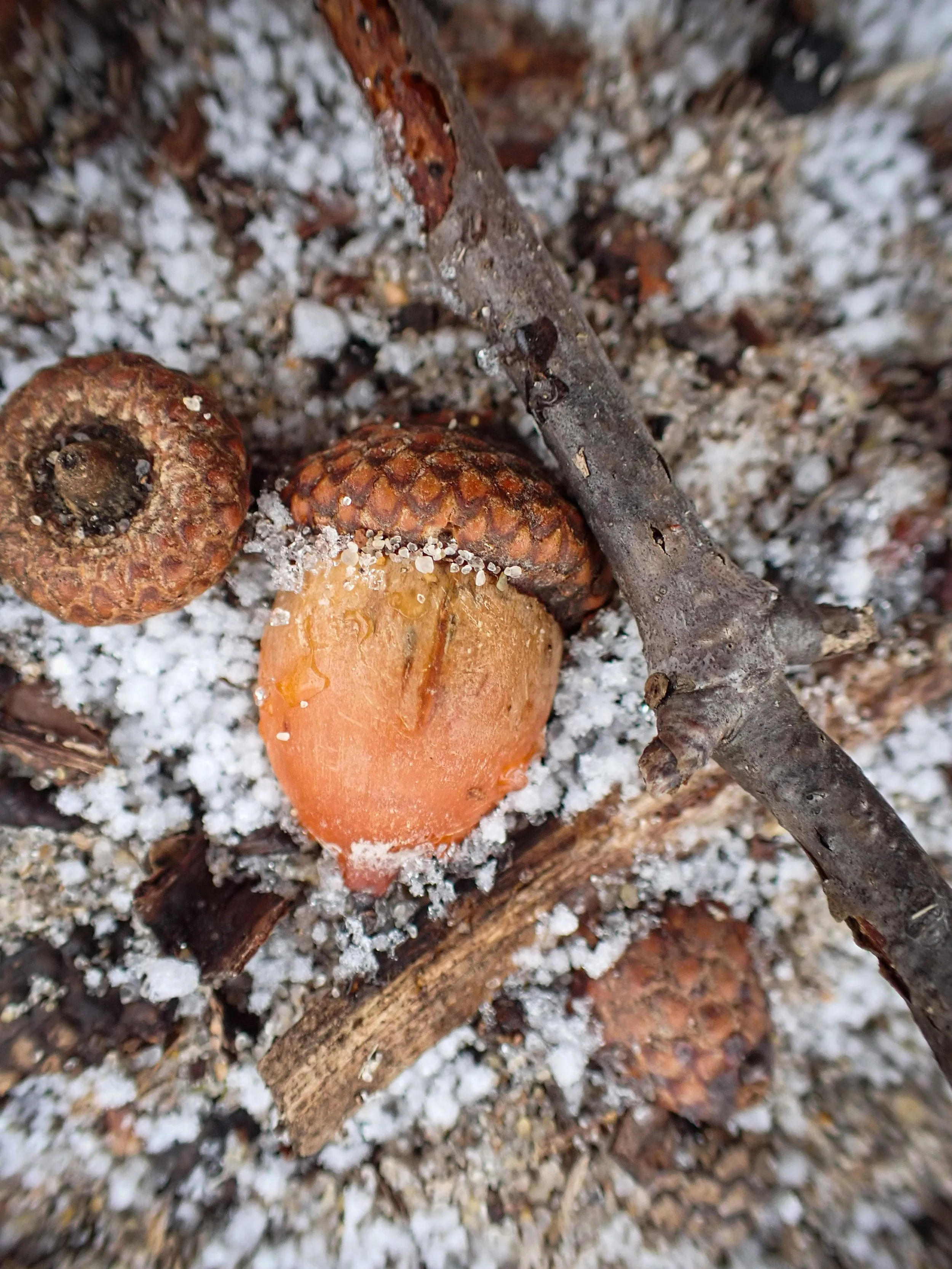 Ramsey_Leelanau State Park-2.jpg
