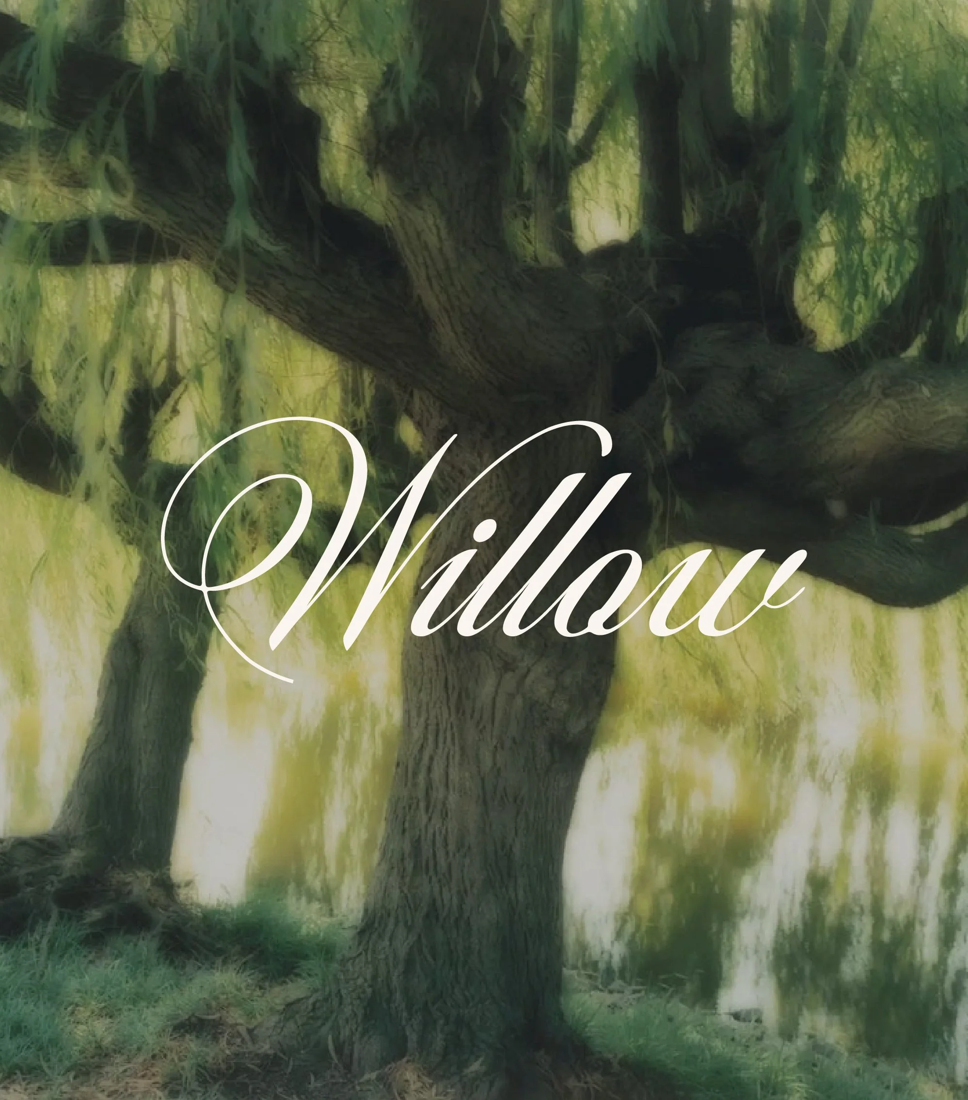 Willow Logo.jpg