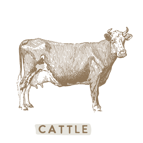 services-cattle.png