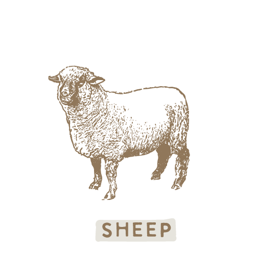 services-sheep.png