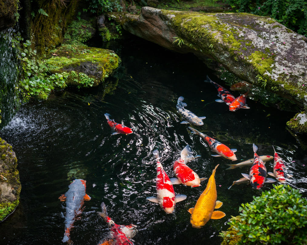 Best Types of Fish for Your Backyard Pond in Southern Ontario