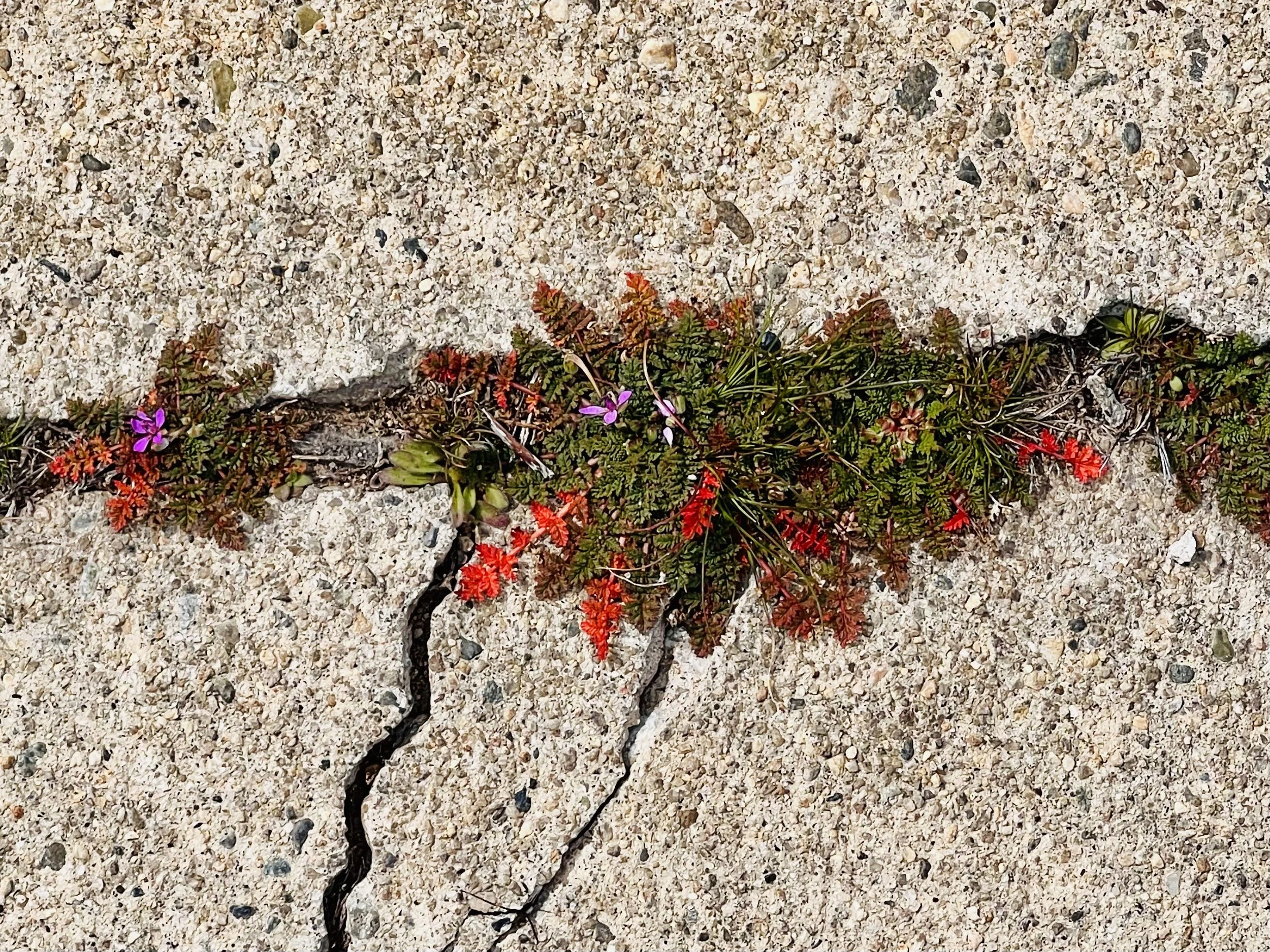Vol 24: Creating in the cracks