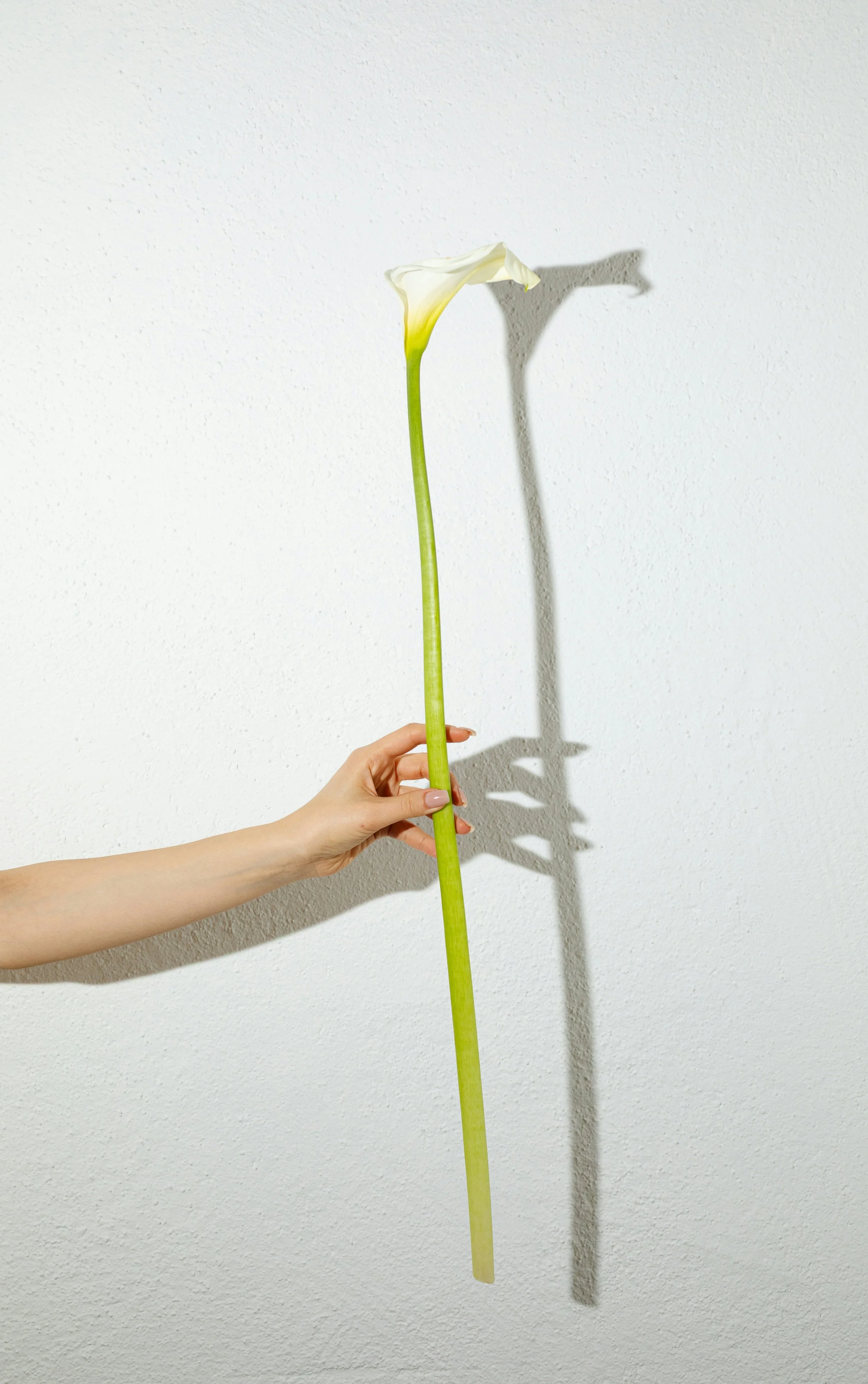 En person holder en hvit blomsterkrans mot en lys vegg.