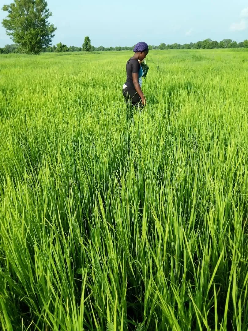 RICE FARM-b72d-00429ada6431 copy.jpeg