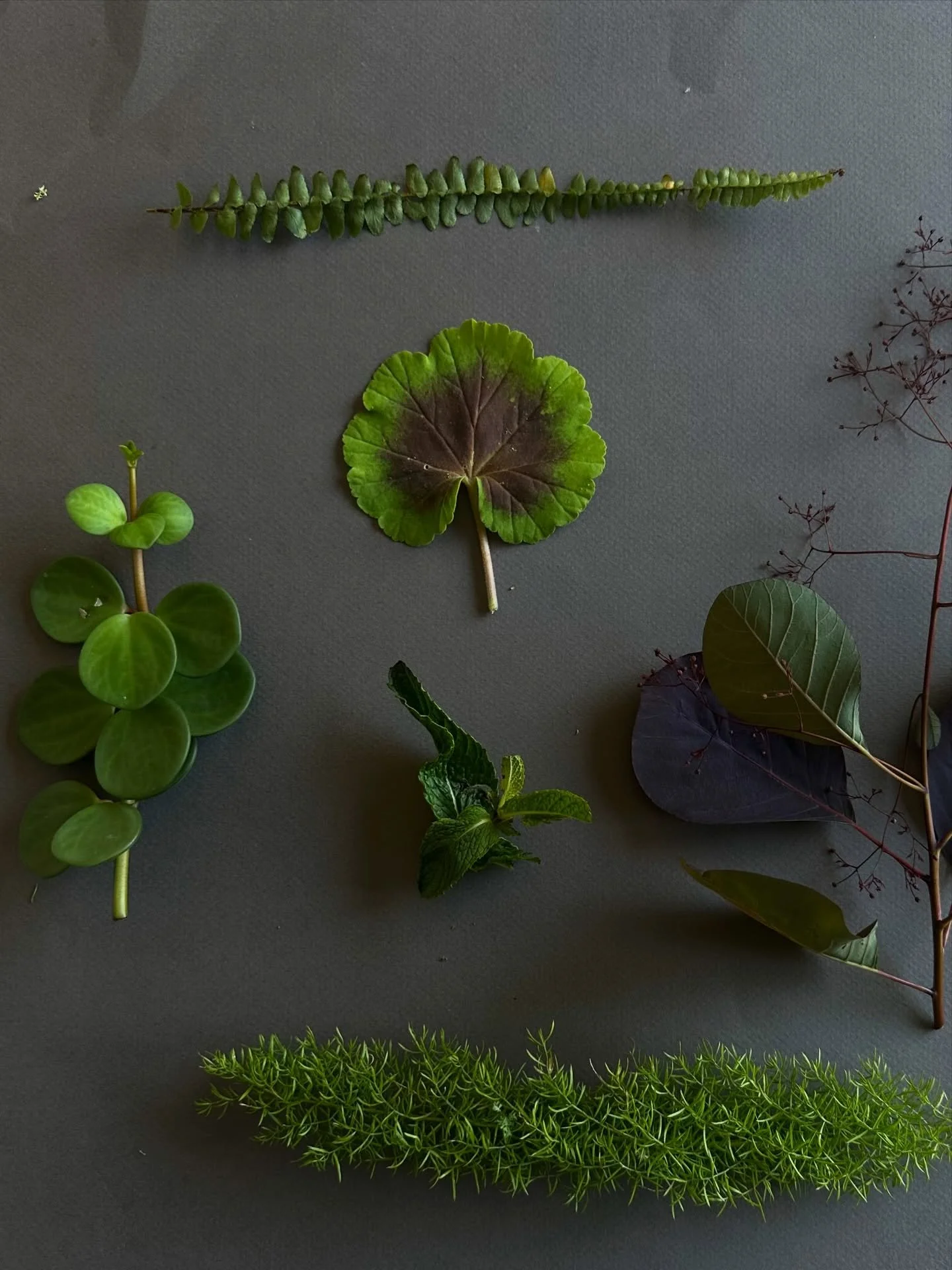 I always like to map out a sunprint ahead of doing it. Cyanotype fabric develops almost instantaneously - so there&rsquo;s no room for error. Here&rsquo;s today&rsquo;s selction which was provided by Jean @cove_sf. Hoping to do a pop-up there soon bu