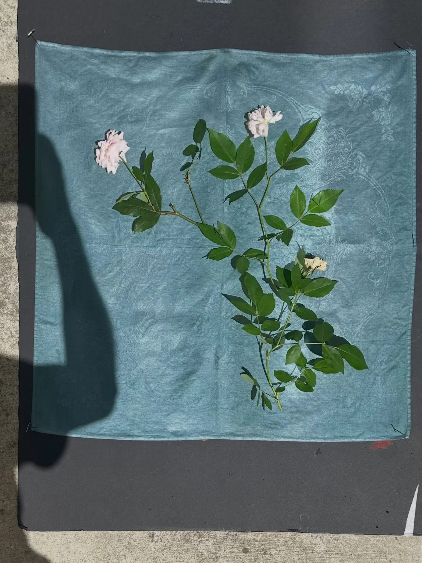 The sun has been shining bright so perfect opportunity to whip up some sunprint napkins for an upcoming pop-up @cove_sf on 22nd. #sunprint#rosebush#cyanotype#vintagetextiles#sfevents