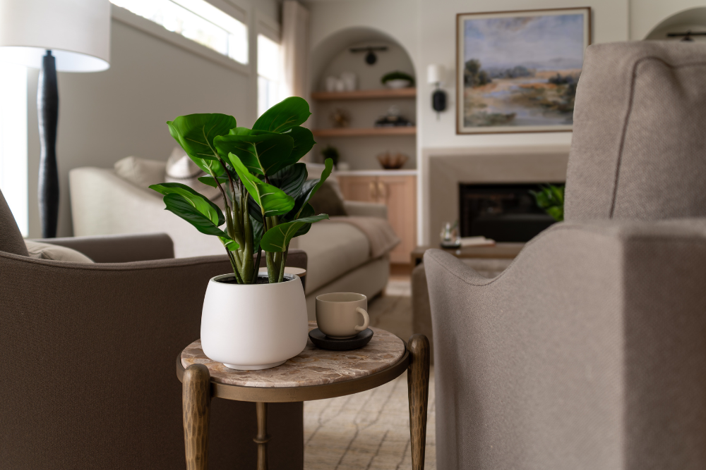 Close-up of a potted Fiddle Leaf Fig plant and a coffee cup on a side table in a modern living room.