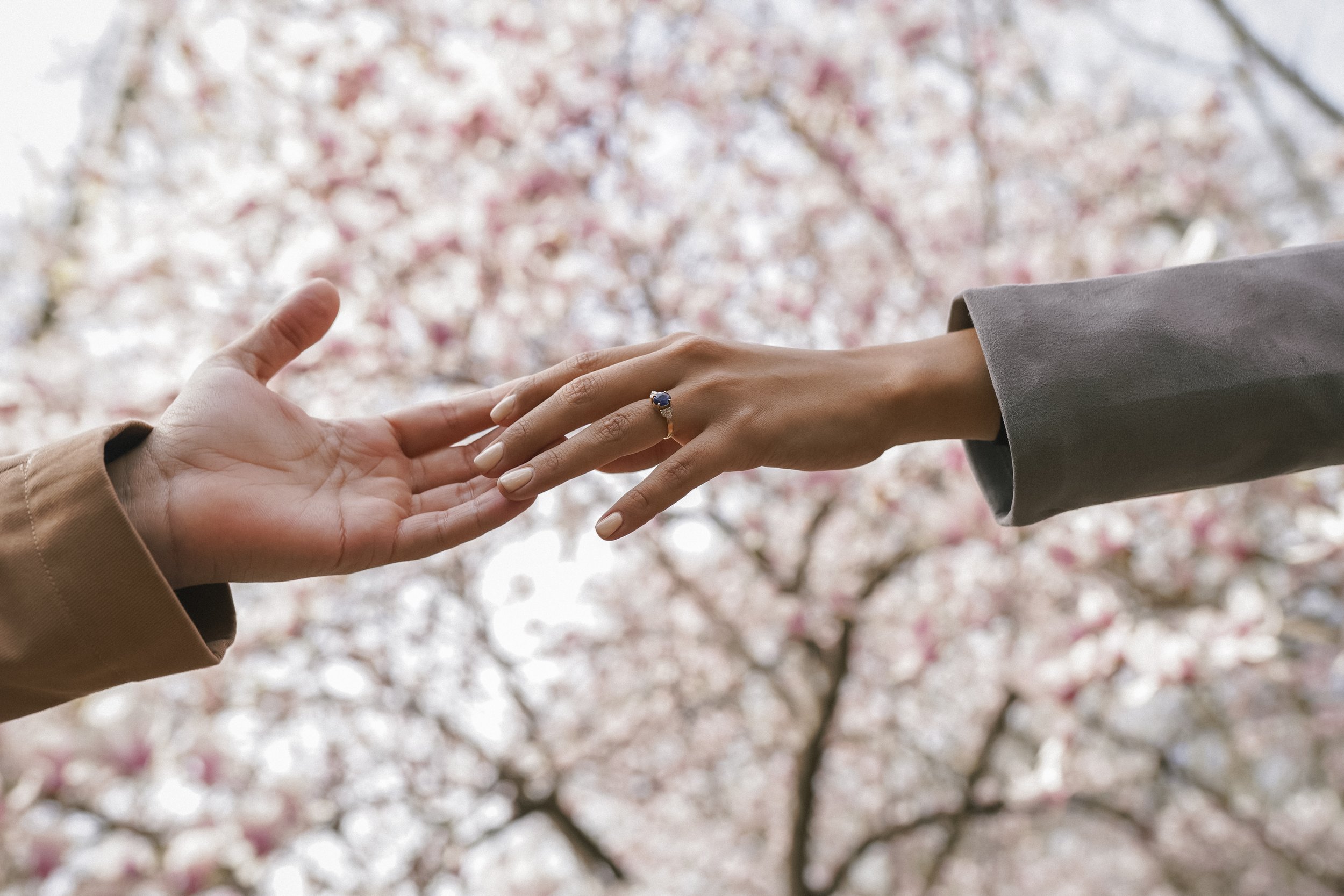Cherry Blossoms-2.jpg