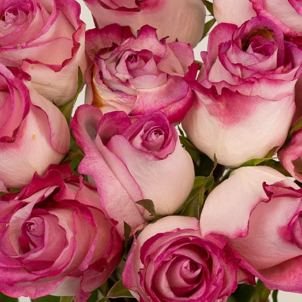 high-candy-pink-and-white-rose-wholesale-flowers-close-up_9a9e3_bnbs1.webp