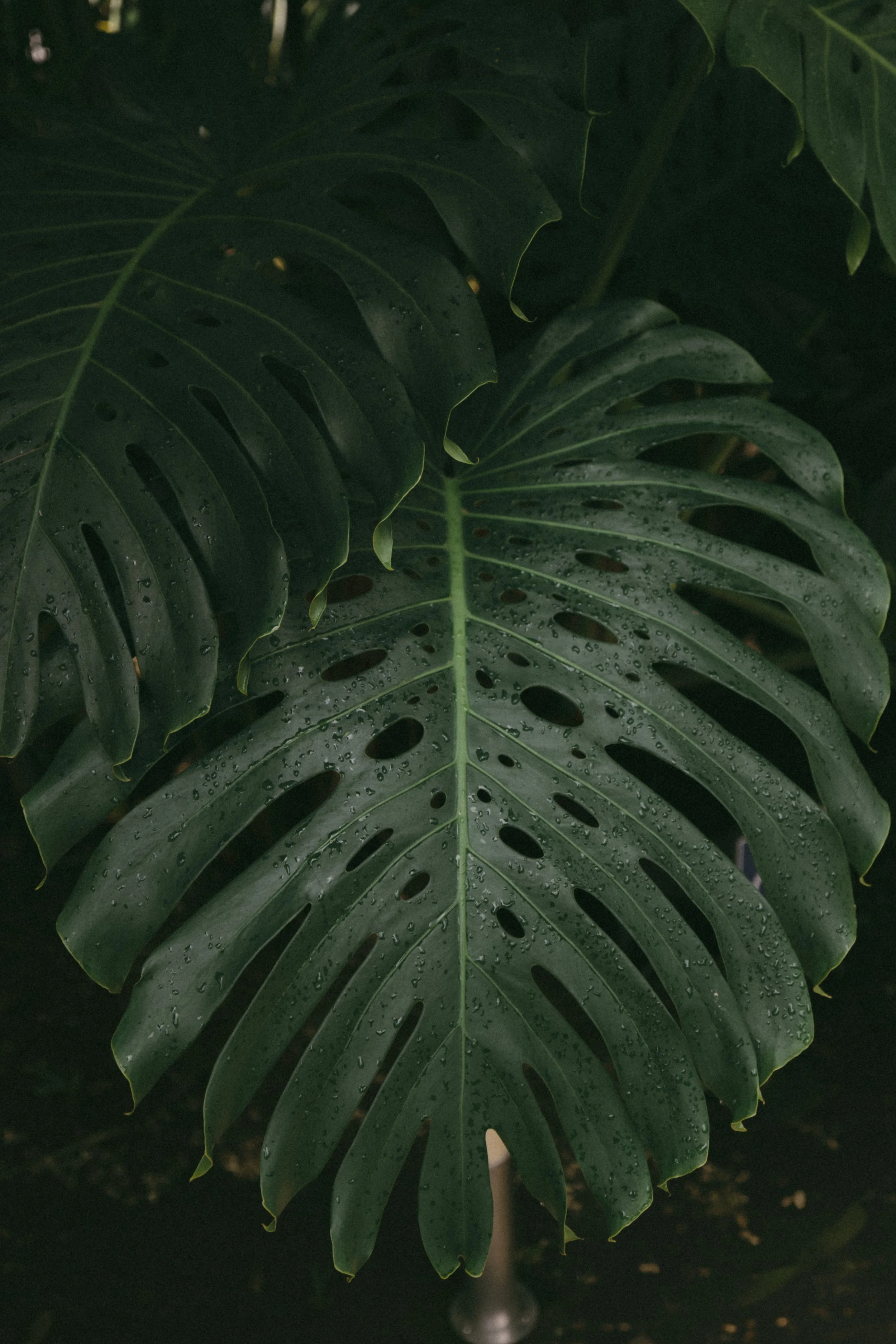 _K6A8301.jpg