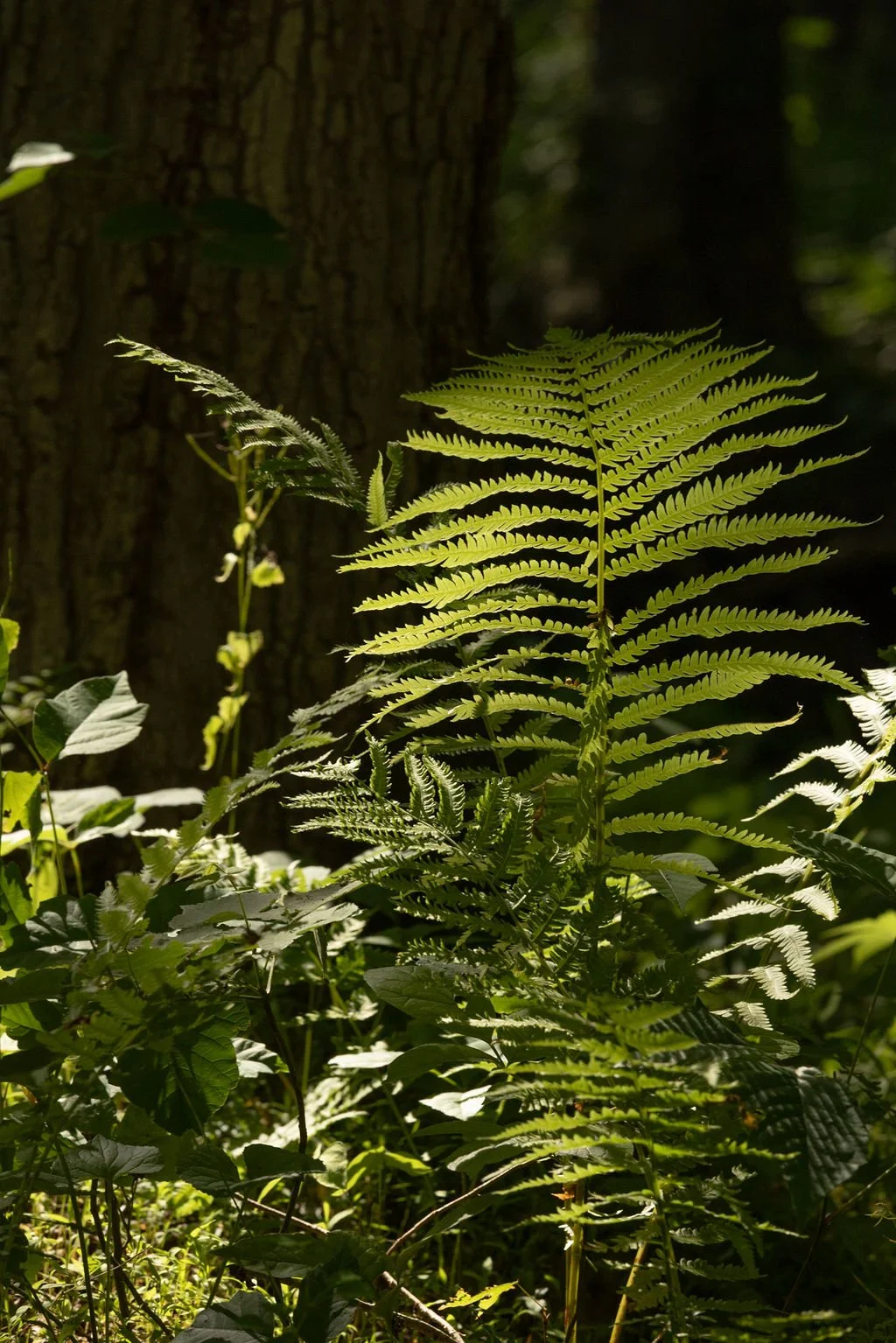 FutureSoundOfNature_2026_06_21_2844.jpg