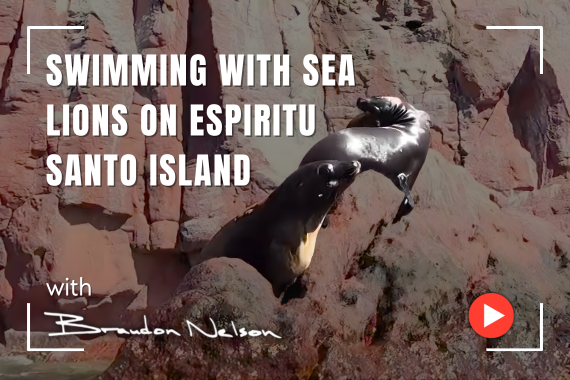 Swimming with Sea Lions on Espiritu Santo  Island