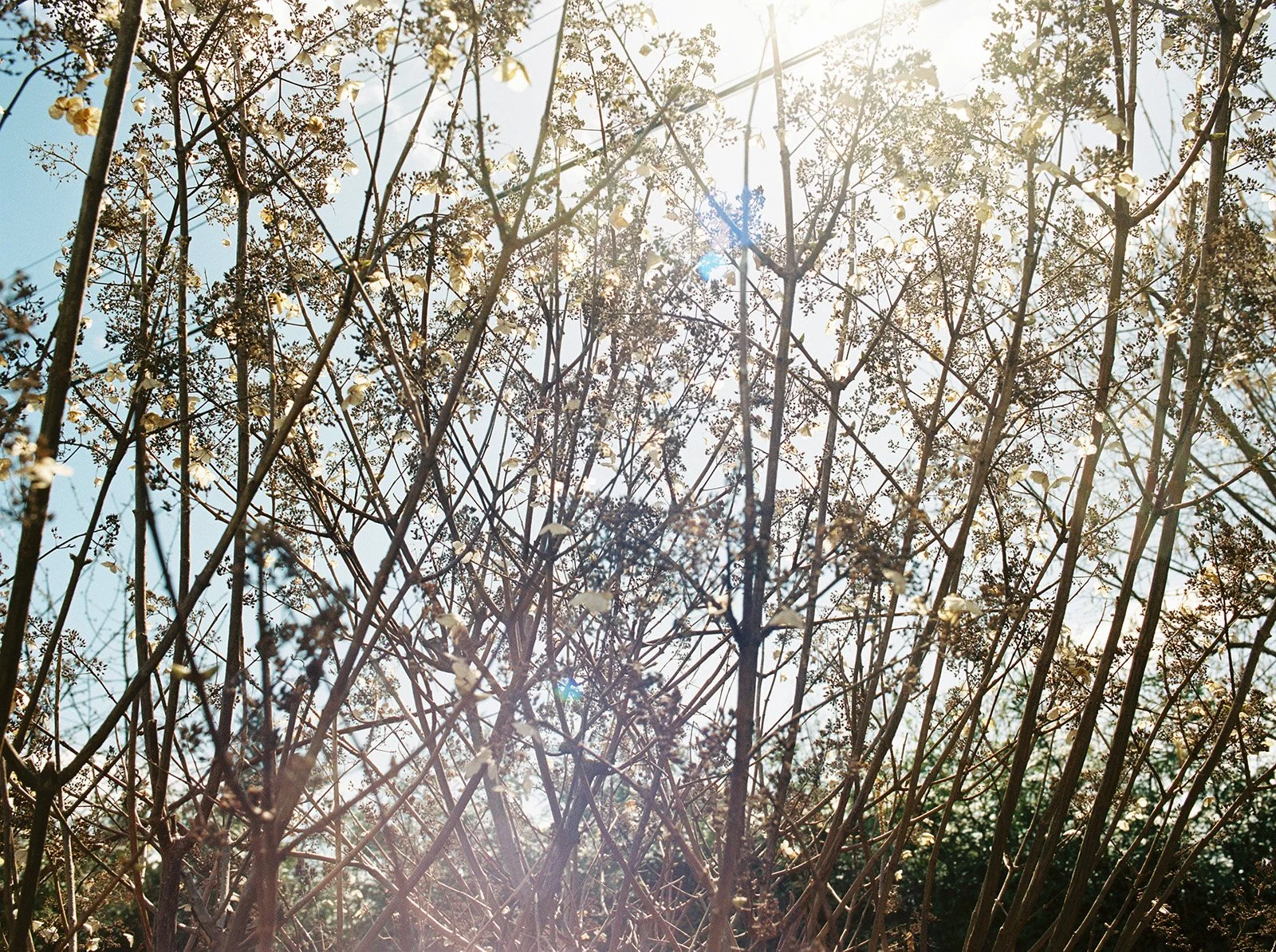 A tangle of branches with the sun shining through