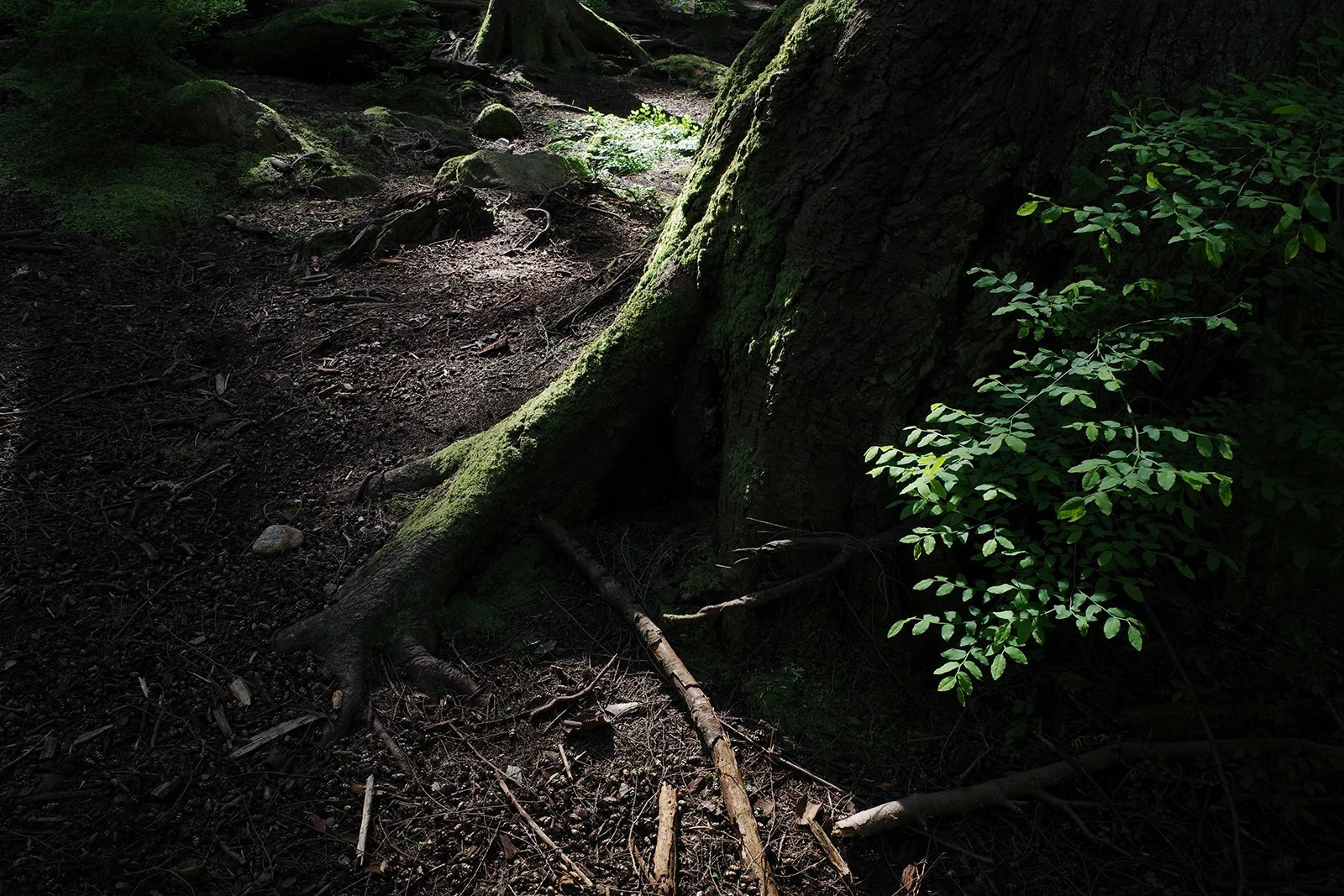 Spring growth on the rest floor in British Columbia