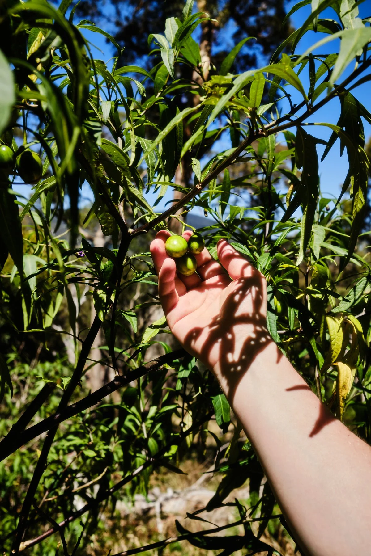 A person with a light-colored arm is reaching towards a branch of a tree with green and ripening pinkish-red fruit, with the sun casting shadows through the leaves.