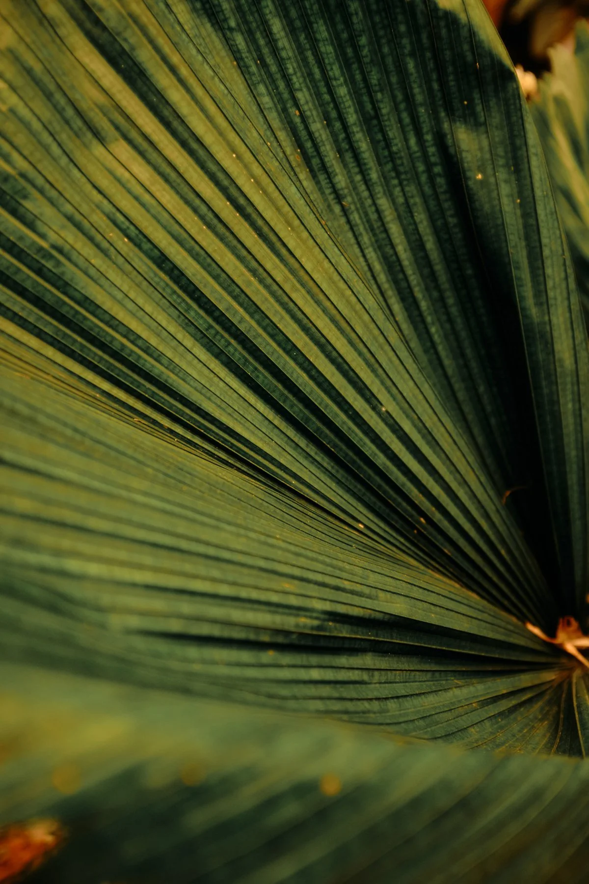 Close-up of a large green tropical leaf with parallel veins and a pointed tip, taken at an angle.