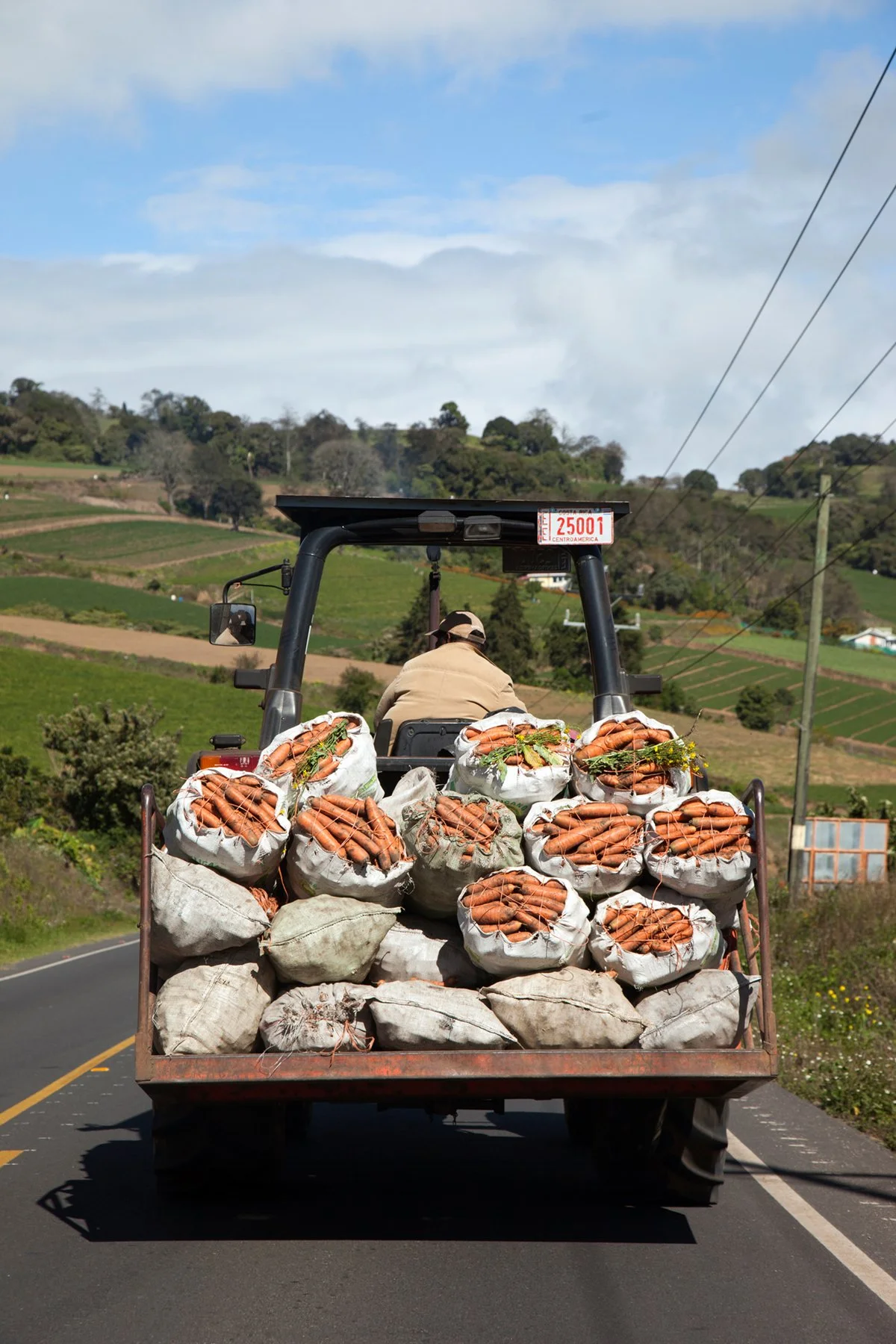 A farmer driving a tractor on a rural road with large bags of harvested carrots on the back, surrounded by green hills and fields under a partly cloudy sky.