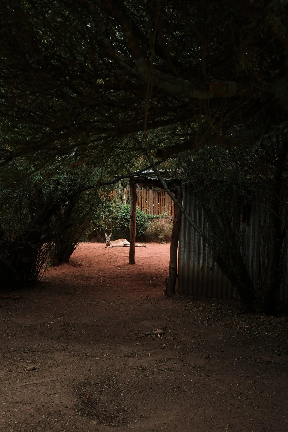 A kangaroo lying on brown dirt ground under trees, with a wooden fence and panels in the background.