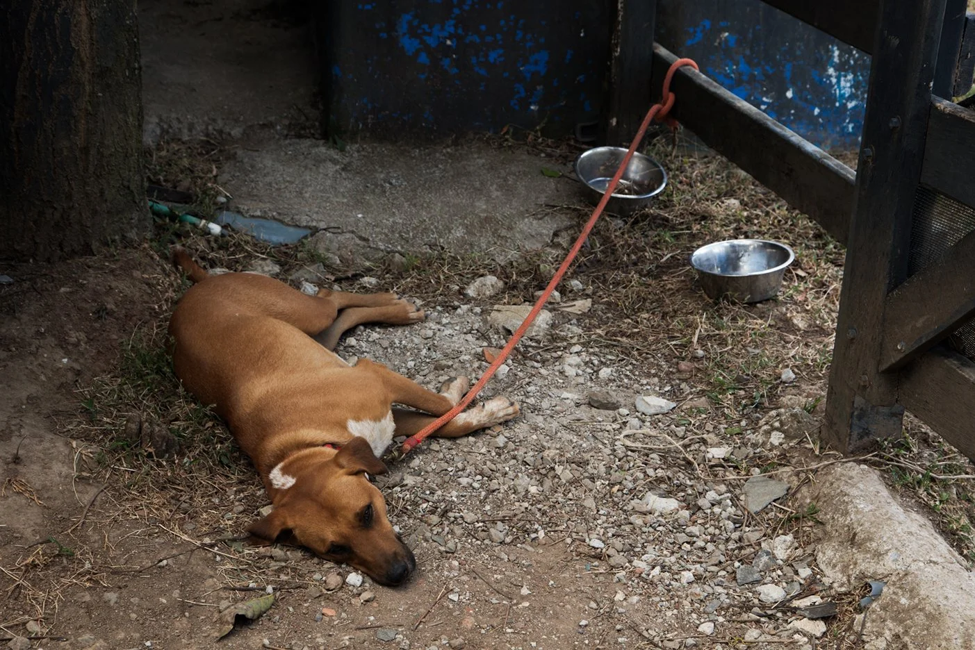 A brown dog lying on the ground in a dog shelter area, attached to a red leash, with two empty metal bowls nearby and a blue fence in the background.